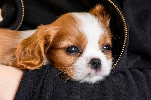 純血種のかわいい子犬キャバリアキングチャールズスパニエル プレミアム写真