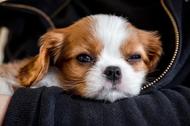 purebred king charles cavalier puppies