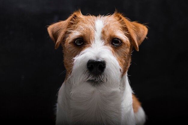 Premium Photo | Purebred jack russell is lying on a pedestal in the ...