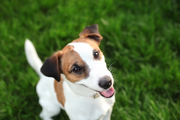 草の自然の屋外で純血種のジャックラッセルテリア犬 公園に座っている幸せな犬のクローズアップの肖像画 ジャックラッセルテリア犬が芝生の上で笑っています ペット 友情 信頼 Spをコピー プレミアム写真