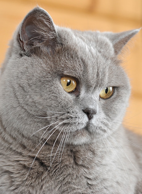 Premium Photo | Purebred persian cat yellow eyes