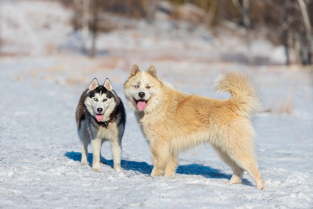 純血種のシベリアンハスキー 雑種のハスキー犬とコーカサス地方の羊飼いの犬 春の雪に覆われた牧草地で 色の異なる目を持つ2匹の犬が隣同士に立っています プレミアム写真