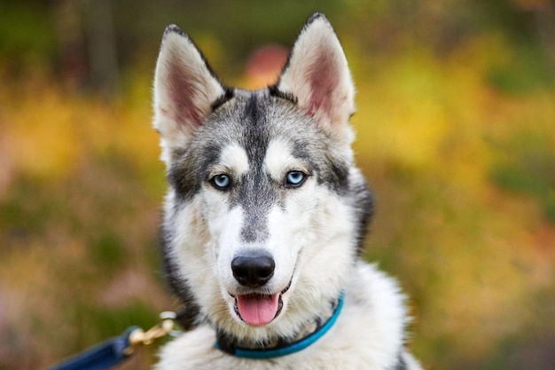 Premium Photo | Purebred siberian husky dog with open mouth sticking ...