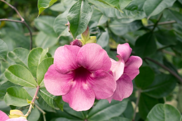 緑の葉と紫のアラマンダ花 Allamanda Blanchetii プレミアム写真