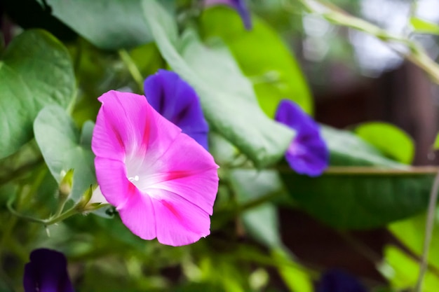 フェンスに沿って登る紫と青の朝顔 サツマイモ 花 プレミアム写真