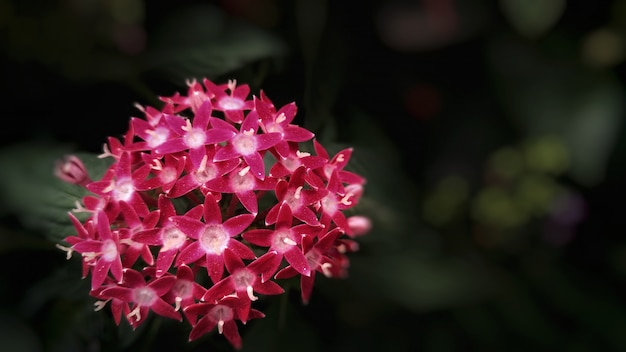 紫色のキョウチクトウ科の花 無料の写真