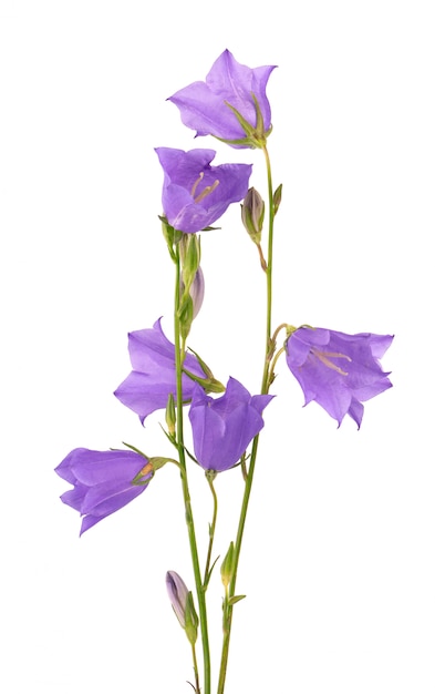 Premium Photo | Purple bell flower isolated