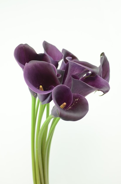 Purple calla lily flower on a white isolated background ...
