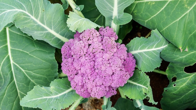 Premium Photo | Purple cauliflower plant in a vegetable garden.