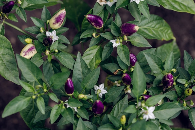 Premium Photo | Purple chili peppers growing in the garden