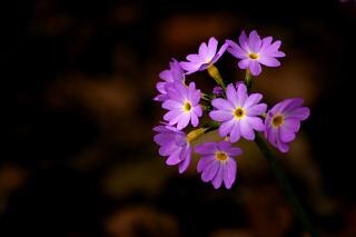 Purple flower, background Photo | Free Download