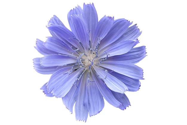 Premium Photo | Purple flower on a white background, isolate