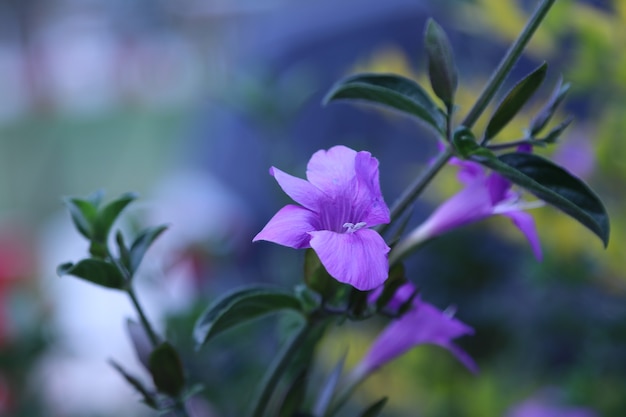 Premium Photo A Purple Flower With Dark Green Leaves