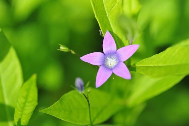 星の形をした5つの花びらを持つ紫色の花 プレミアム写真