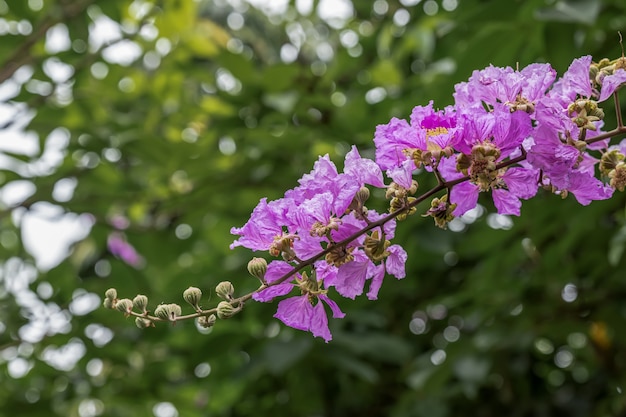 Premium Photo | The purple flowers of crape myrtle are surrounded by ...