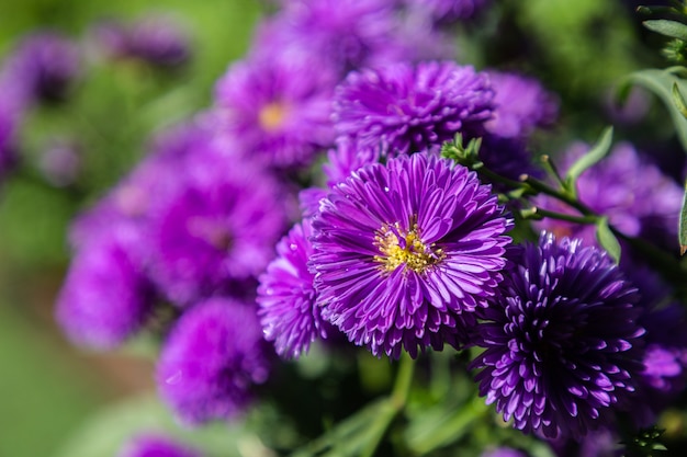 イタリアのアスターの紫色の花 ミカエルマスデイジー イタリアのスターワート 秋のアスター 紫の花 プレミアム写真