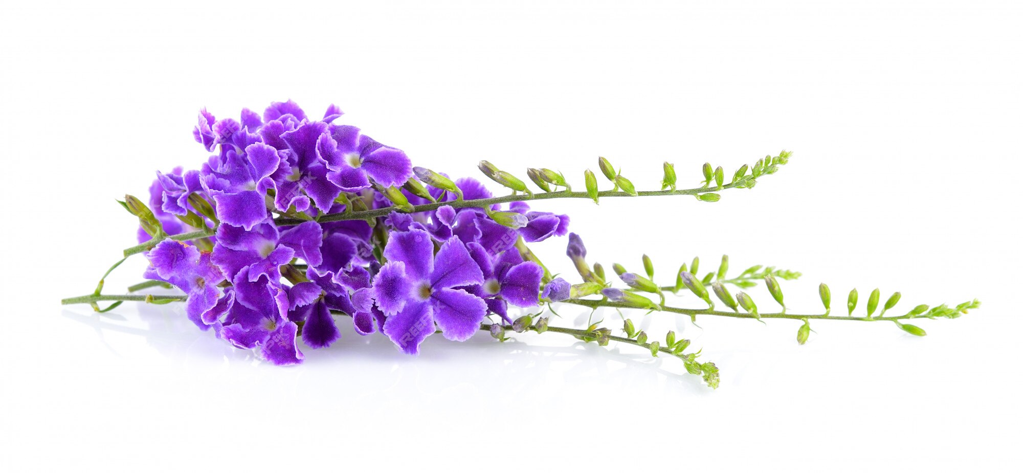 Premium Photo Purple Flowers On White Background 