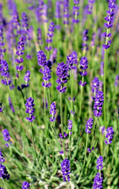 Premium Photo | Purple, fragrant and blooming buds of lavender flowers ...