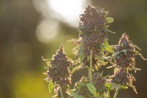 紫色の麻の花医療大麻 無料の写真