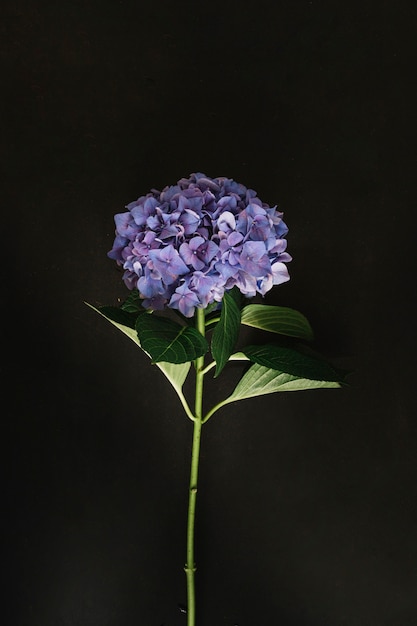 無料の写真 黒い背景に紫色の紫陽花