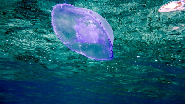 Premium Photo Purple Jelly Fish In The Red Sea Eilat Israel