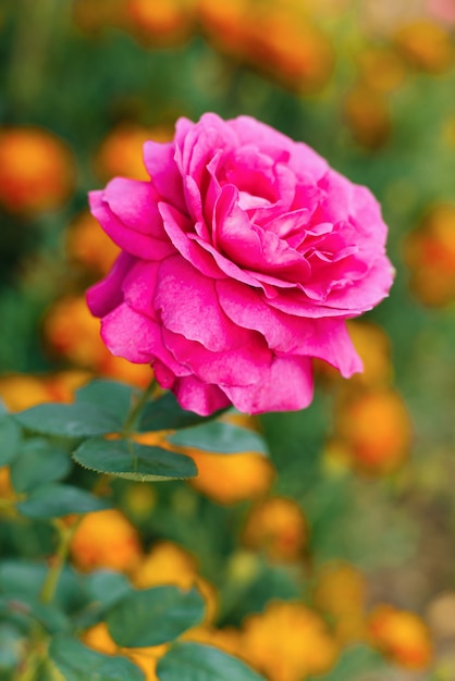 Premium Photo | Purple large-flowered tea rose blooms in the garden in ...