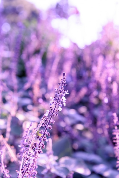 紫のラベンダーのクローズアップの背景 無料の写真