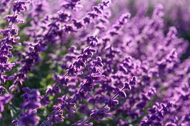 Purple lavender closeup background Photo | Free Download