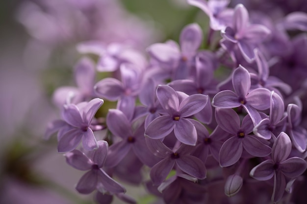 Premium Photo | Purple lilac blooms in the park