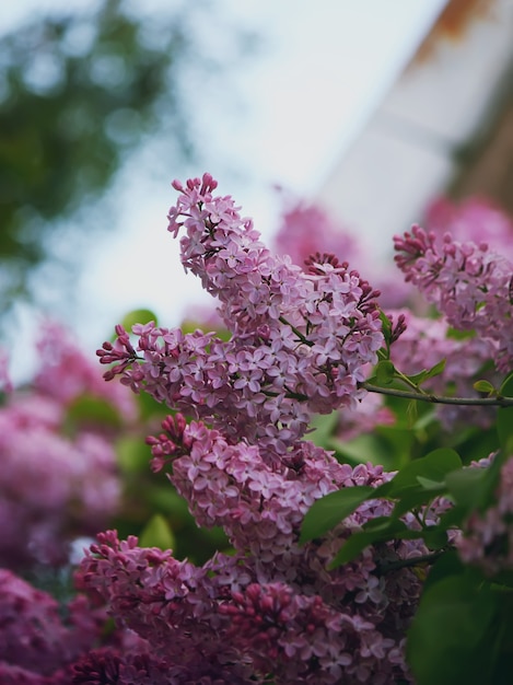 Premium Photo | Purple lillac flowers on the tree branches close up