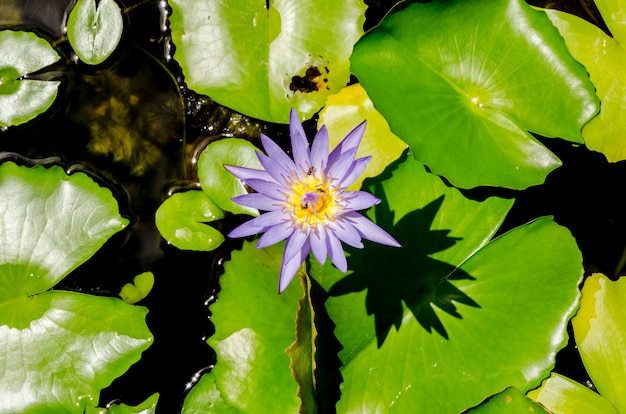 Premium Photo | Purple lotus flowers in the pond on green background