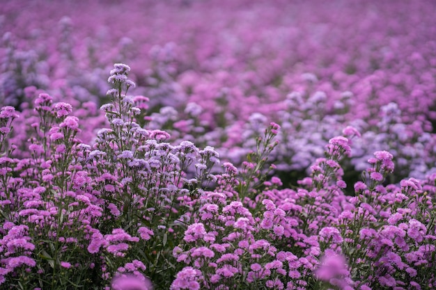 紫のマーガレットフラワーフィールド プレミアム写真