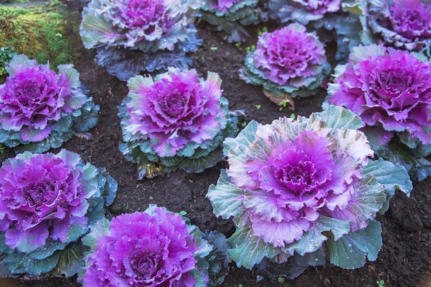 Premium Photo | Purple ornamental cabbage plants in flower pot at doi ...