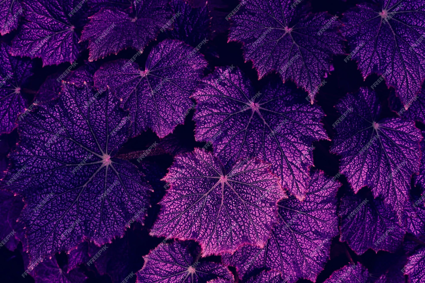 Premium Photo | Purple palm leaf background