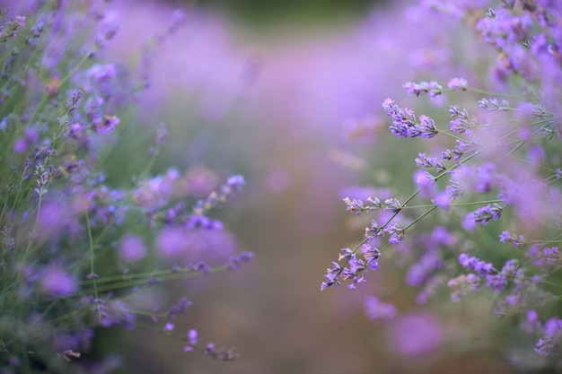 Lavender