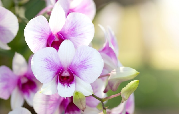 Premium Photo | Purple phalaenopsis orchid flower