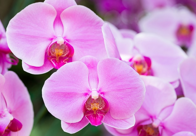Free Photo | Purple phalaenopsis orchid flower