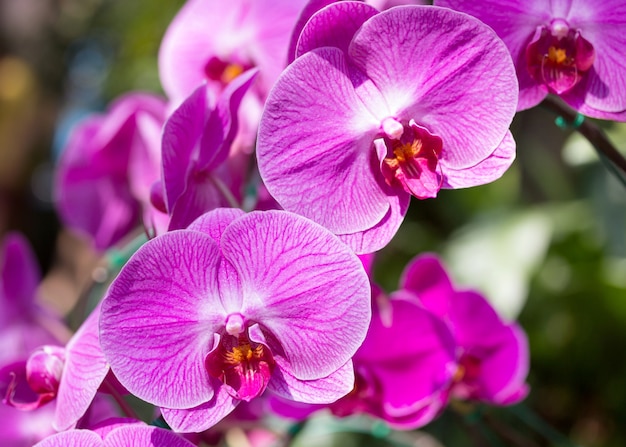 Free Photo | Purple phalaenopsis orchid flower
