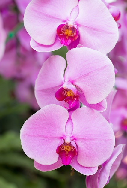 Purple phalaenopsis orchid flower | Premium Photo