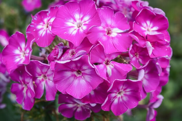庭の紫色のフロックスの花 プレミアム写真