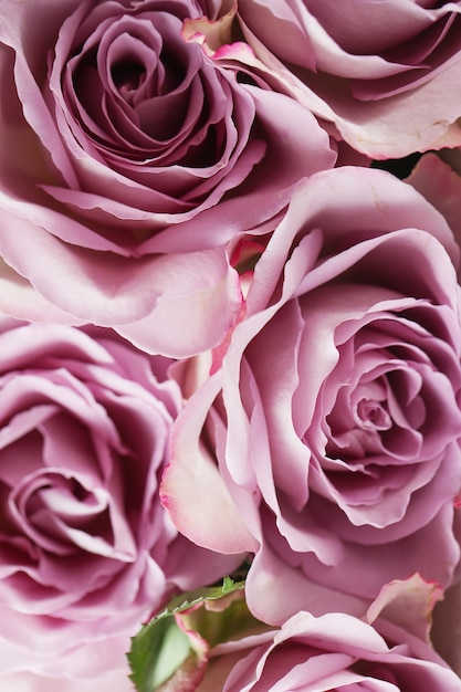 紫のバラの花の背景テクスチャ プレミアム写真
