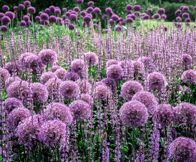 畑に生える紫色の丸い花 無料の写真