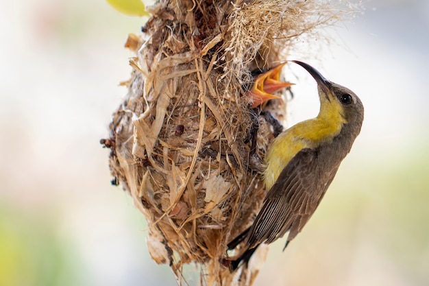 紫のサンバード メス が鳥の巣で赤ちゃんの鳥に餌をやる Cinnyris Asiaticus 鳥 動物 プレミアム写真