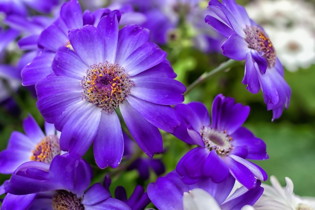 Premium Photo | Purple-white cineraria flowers bloom on a flowerbed in ...