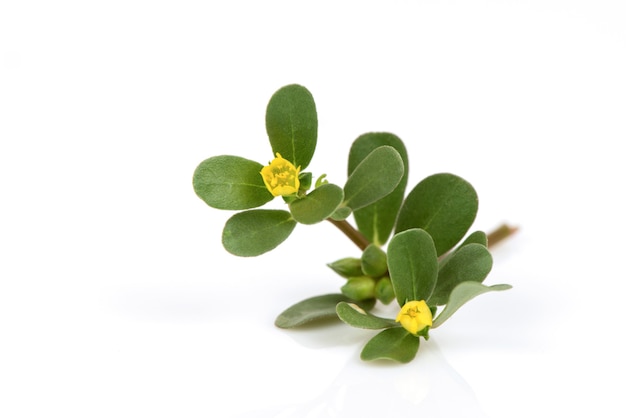 Premium Photo | Purslane flowers and green leaves isolated on white ...