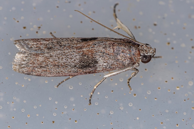 Premium Photo | Pyralid snout moth of the family pyralidae