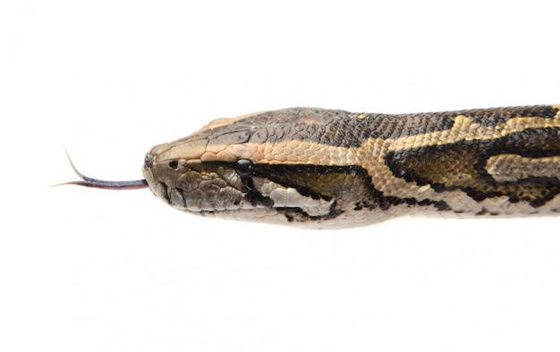 Premium Photo | Python head close up