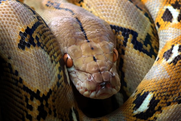 Premium Photo | Pythonidae snake sleeping on branch