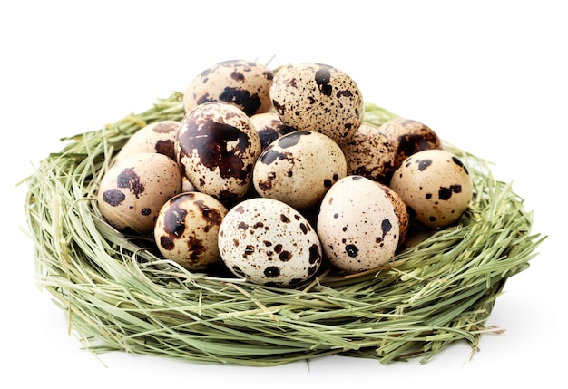 Яйца сойки фото в гнезде
