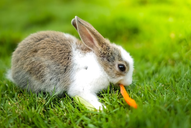 Premium Photo | A rabbit eating carrot on the green grass.